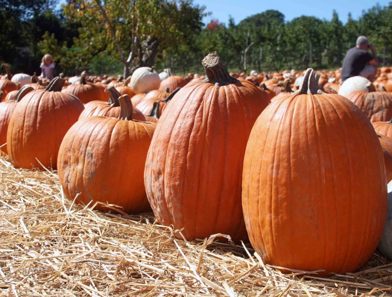 Fall.jpg