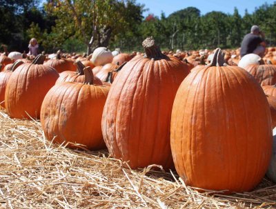 Fall.jpg