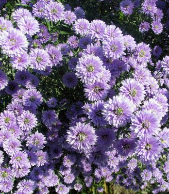 Flowers1.jpg