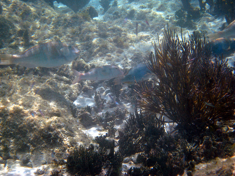 Spotted Goatfish - Pseudupeneus maculatus