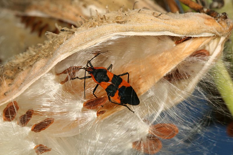 Large Milkweed Bug - Oncopeltus fasciatus