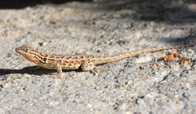 Common Side-blotched Lizard - Uta stansburiana