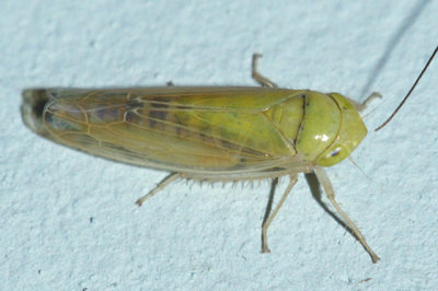 Leafhoppers genus Gloridonus