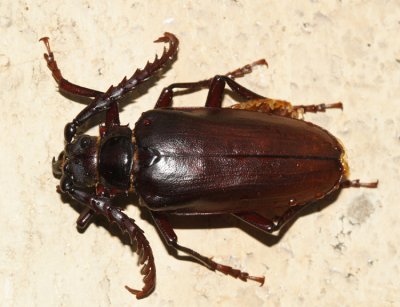 Prionus lecontei