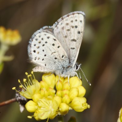 Comstock Dotted Blue - Euphilotes glaucon comstocki