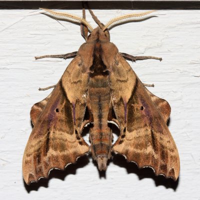 7824 -- Blinded Sphinx -- Paonias excaecata