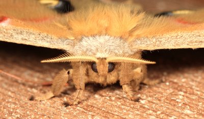 7757 - Polyphemus Moth - Antheraea polyphemus