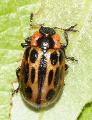 Chrysomela confluens