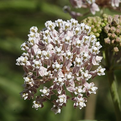 Narrow-leaf Milkweed - Asclepias fascicularis