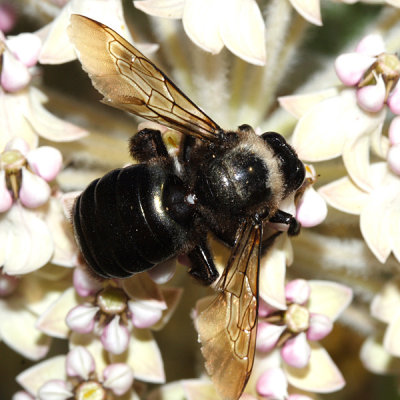 Western Carpenter Bee - Xylocopa californica