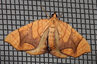 7197  - Greater Grapevine Looper - Eulithis gracilineata?