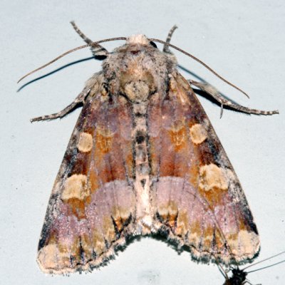 9414 - Oligia violacea
