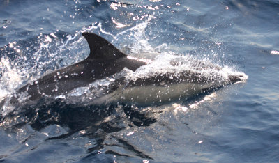Short-beaked Common Dolphin - Delphinus delphis