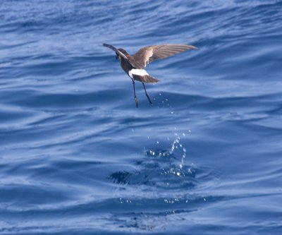 Wilson's Strrm-Petrel - Oceanites oceanisus