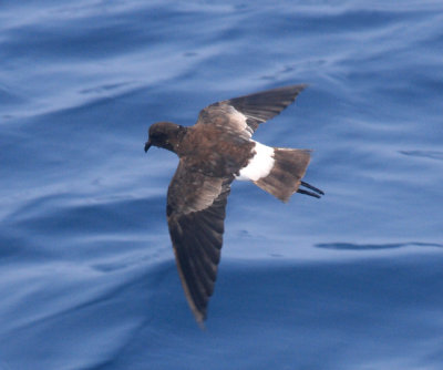 Wilson's Strrm-Petrel - Oceanites oceanisus