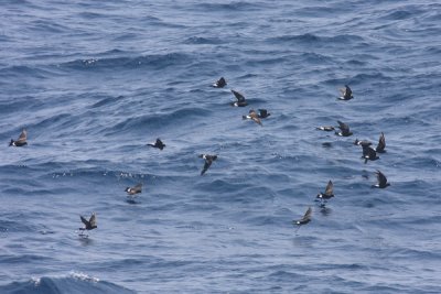 Wilson's Storm-Petrel - Oceanites oceanisus