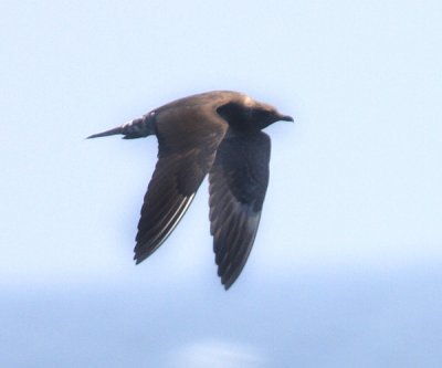 Long-tailed Jeager - Stercorarius longicaudus