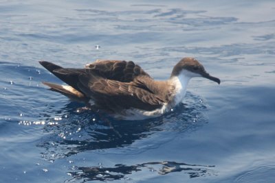 Greater Shearwater - Puffinus gravis