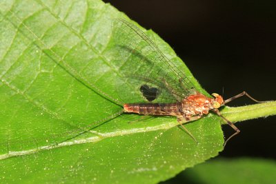 Maccaffertium sp.