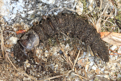 Eastern Dobsonfly larva - Corydalus cornutus