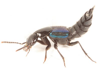 Philonthus caeruleipennis