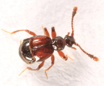 Rybaxis sp.