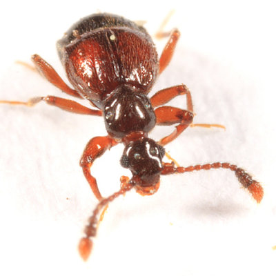 Rybaxis sp.