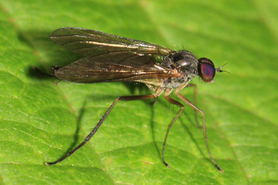 Oreogetonidae Flies