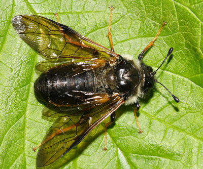 Trichiosoma triangulum (female)