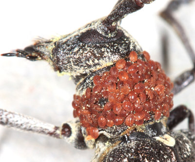 Trichouropoda sp. on Whitespotted Sawyer - Monochamus scutellatus