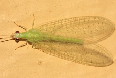 Chrysopa quadripunctata