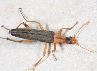 False Longhorn Beetles - Stenotrachelidae