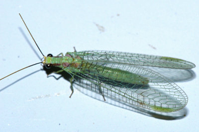 Chrysopa coloradensis