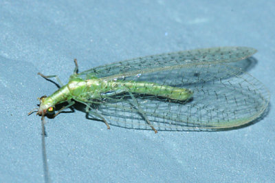 Chrysoperla sp.