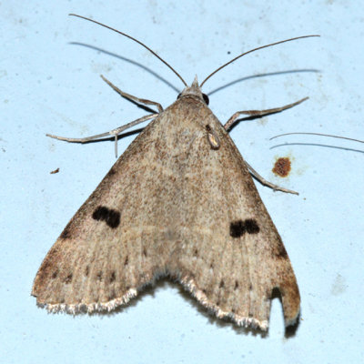 8472 - Hemeroplanis historialis