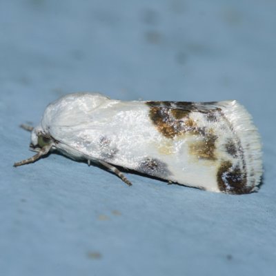 9163 - Acontia coquillettii