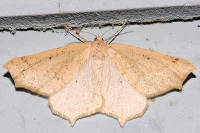 Tetracis sp.