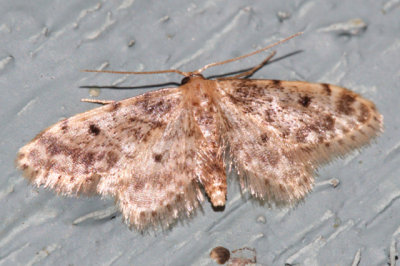 7102 - Idaea bonifata