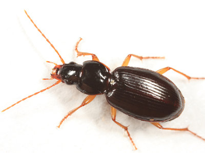 Synuchus impunctatus