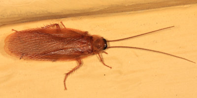 Parcoblatta virginica