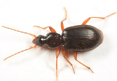 Ground Beetles - Tribe Atranini