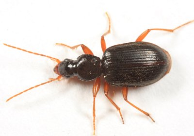 Atranus pubescens