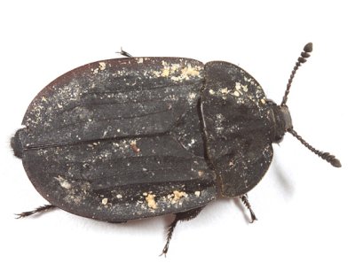Oiceoptoma inaequale