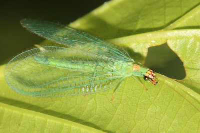 Green Lacewings - Chrysopidae