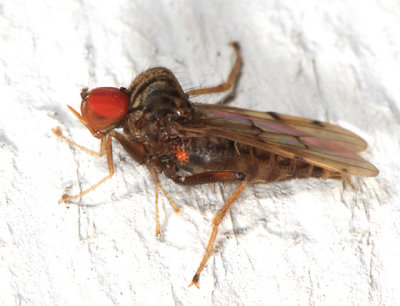 Hybotid Dance Flies - Hybotidae
