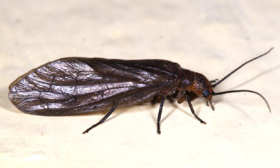 Alderfly - Sialidae - Sialis sp.