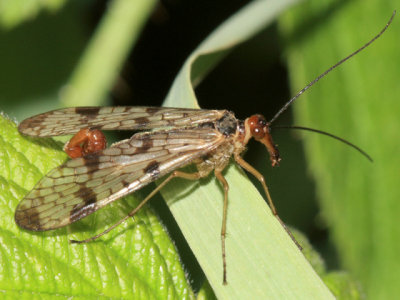 Panorpa claripennis