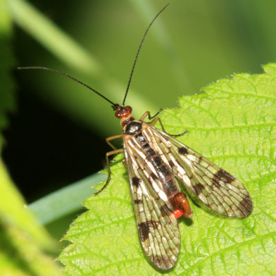 Panorpa claripennis