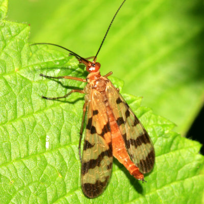 Panorpa mirabilis