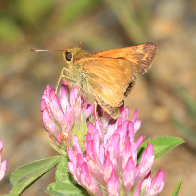 Indian Skipper - Hesperia sassacus